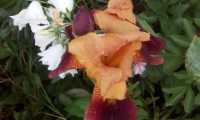 Puzzle iris