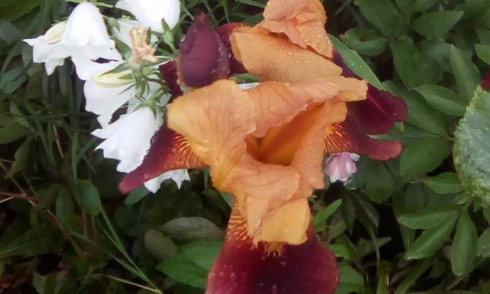 Puzzle iris