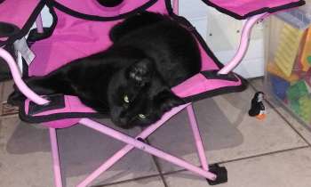Puzzle 13399 - Repos du chat