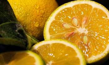 Puzzle 6034 - Citron