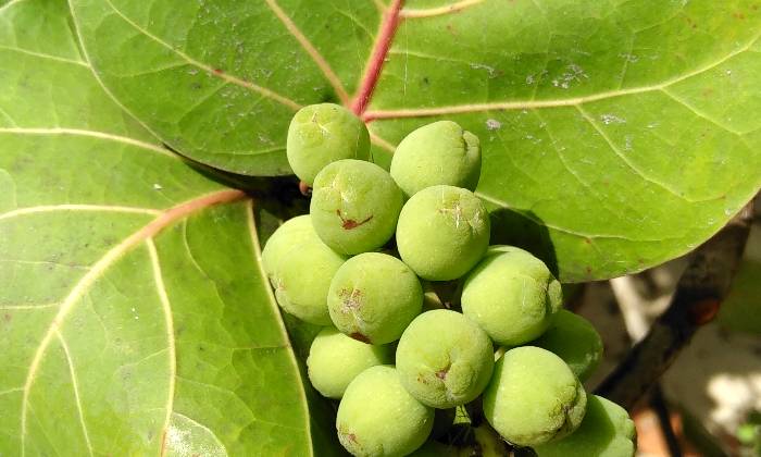 Puzzle Fruits exotiques