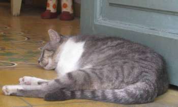 Puzzle 6170 - Un chat quartier Plaka