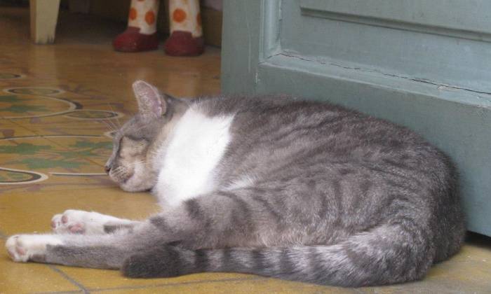 Puzzle Un chat quartier Plaka