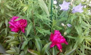 Puzzle 6445 - pivoine