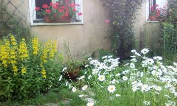 Puzzle 11647 - marguerites