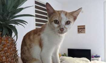Puzzle 6323 - Minette