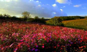 Puzzle 6405 - Prairie fleurie