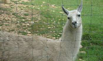Puzzle 6478 - Lama