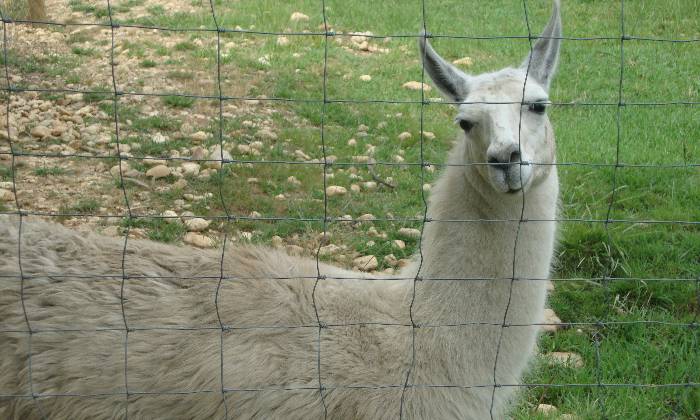 Puzzle Lama