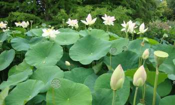 Puzzle 12403 - Lotus