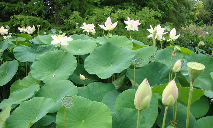 Puzzle Lotus