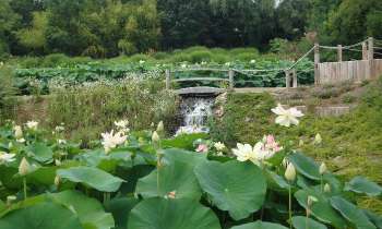 Puzzle 6090 - Jardin