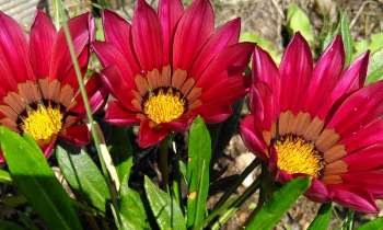 Puzzle 6486 - Fleurs du jardin