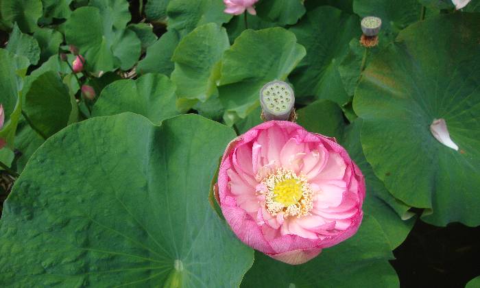 Puzzle Fleur - Paysages & Fleurs - Absolu Puzzle