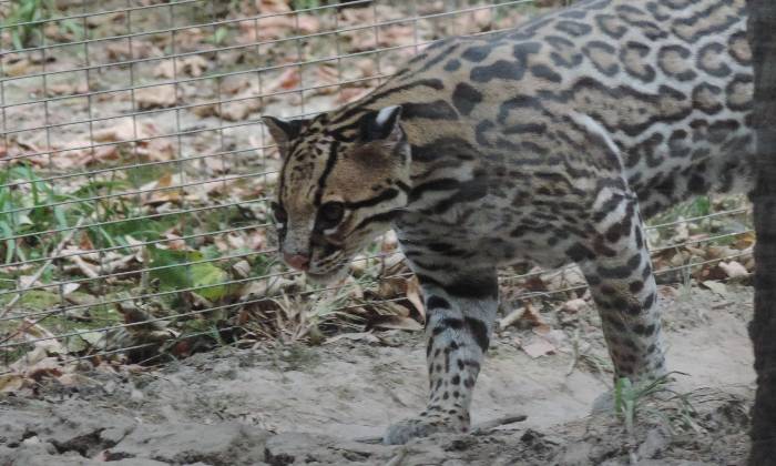 Puzzle ocelot - Animaux - Absolu Puzzle