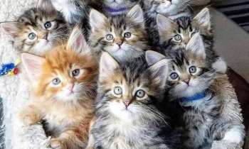 Puzzle 6052 - Chat alors