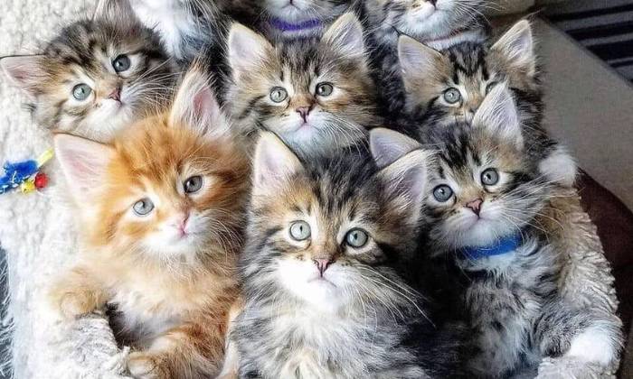Puzzle Chat alors