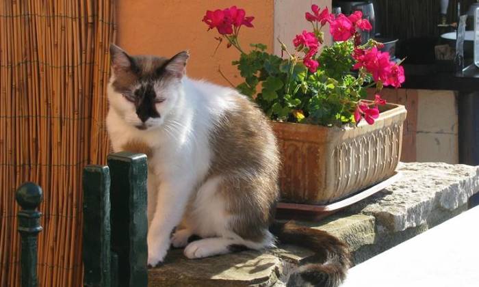 Puzzle Le chat du bar