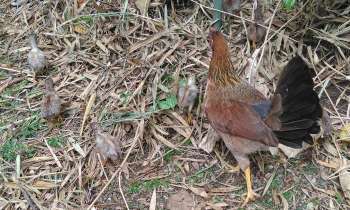 Puzzle 6115 - Poule et ses poussins