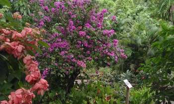 Puzzle 11390 - Massif de fleurs