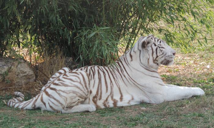 Puzzle tigre albinos