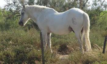 Puzzle 6045 - cheval de camargue