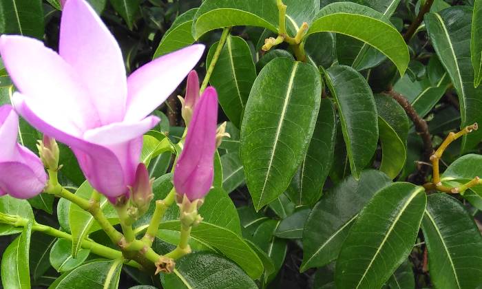 Puzzle Fleurs exotiques
