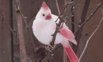 Puzzle 6494 - Cardinal