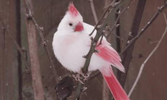 Puzzle Cardinal