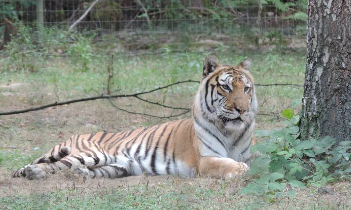 Puzzle tigre - Animaux - Absolu Puzzle