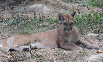 Puzzle 11193 - puma au repos