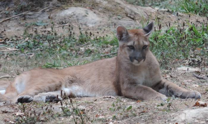 Puzzle puma au repos