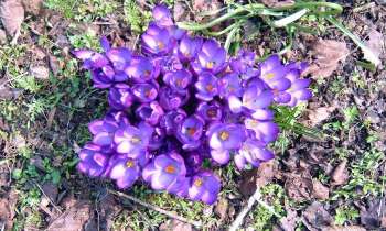 Puzzle 6490 - touffe de crocus
