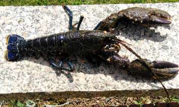 Puzzle 6379 - homard