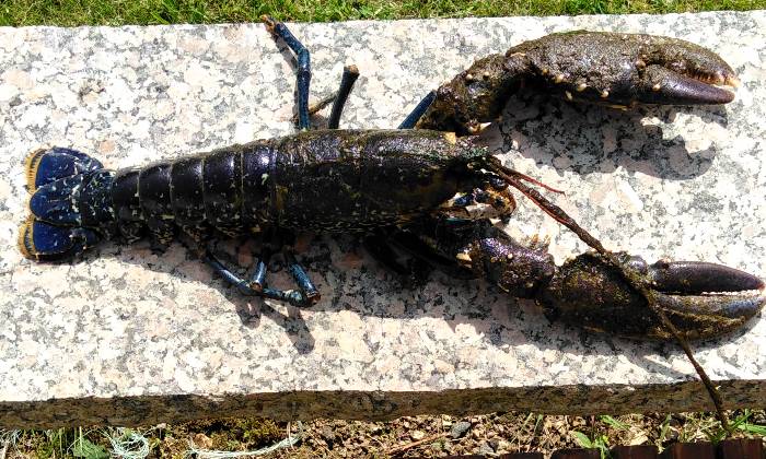 Puzzle homard