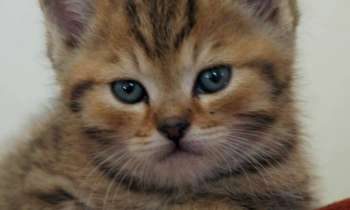 Puzzle 6111 - Mignon petit chaton