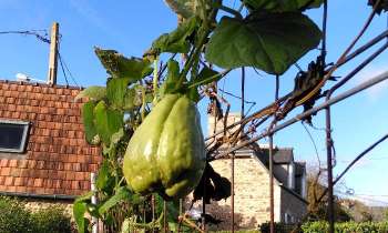 Puzzle 12944 - Chouchou du jardin