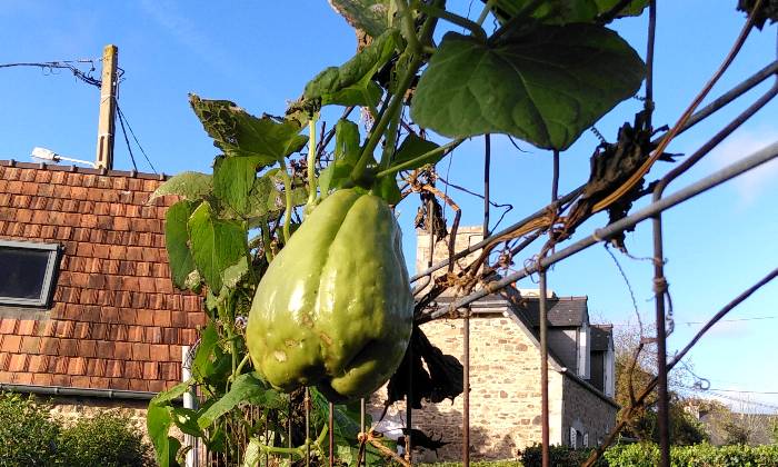 Puzzle Chouchou du jardin