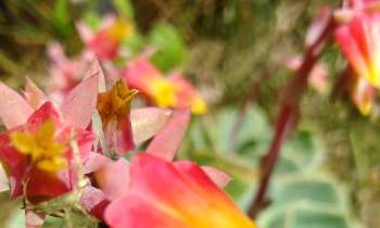 Puzzle 6181 - Fleurs exotiques