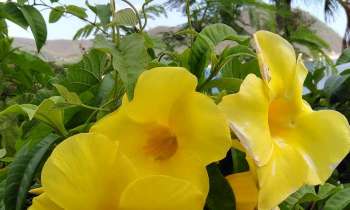 Puzzle 6102 - Fleurs jaunes