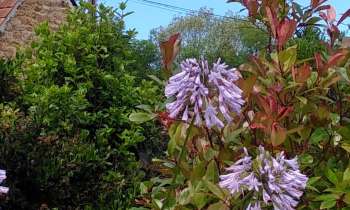 Puzzle 12426 - Agapanthes