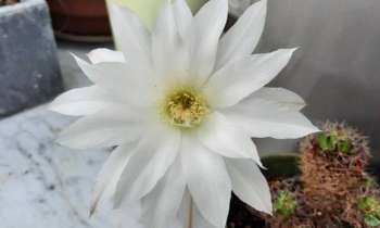 Puzzle 6237 - Fleur de cactus