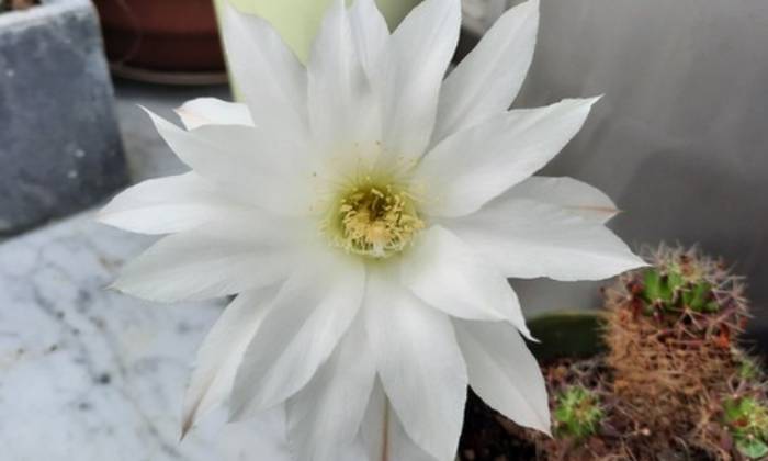 Puzzle Fleur de cactus