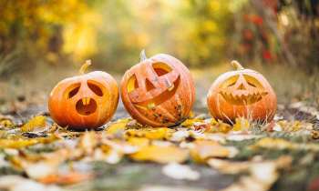 Puzzle 6044 - 3 citrouilles pour Halloween