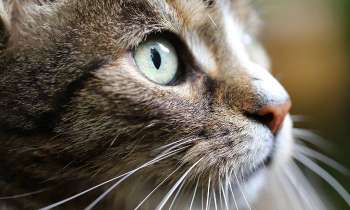 Puzzle 6053 - Chat