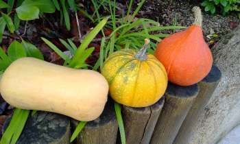 Puzzle 6147 - Automne