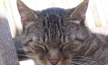 Puzzle 6382 - bonne sieste
