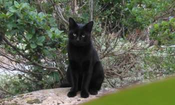 Puzzle 6164 - Chat