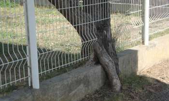 Puzzle 12412 - Arbre