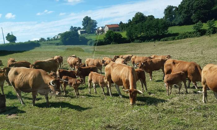 Puzzle Troupeau - Animaux - Absolu Puzzle